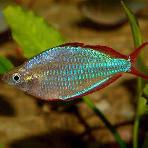 Amazon.com : Neat&Tidy Dwarf Neon Praecox Rainbow Fish (6 Packs